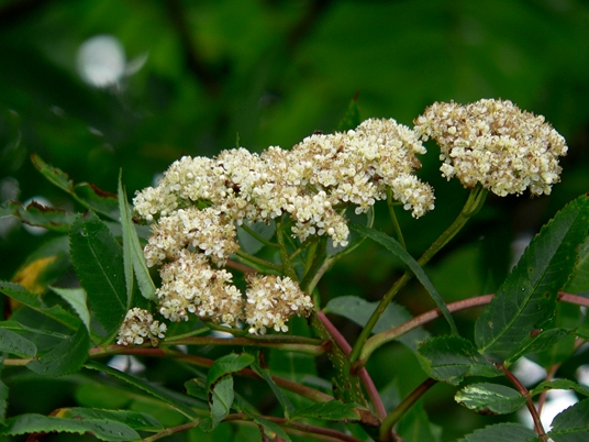 {Sorbus americana}